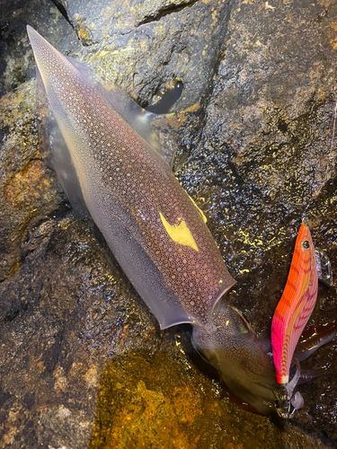 ヤリイカの釣果