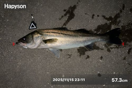 シーバスの釣果