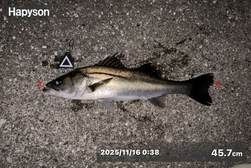 シーバスの釣果