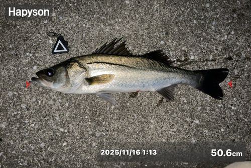 シーバスの釣果