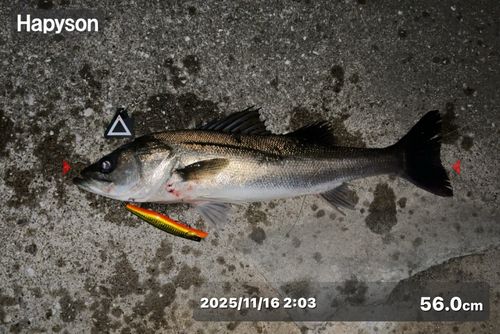 シーバスの釣果