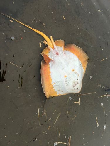 アカエイの釣果