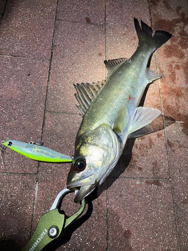 豊洲ぐるり公園