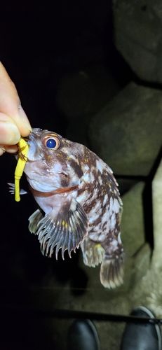 ムラソイの釣果