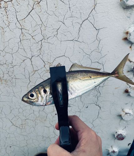 東京湾（アクアライン〜富津）