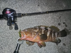 キジハタの釣果