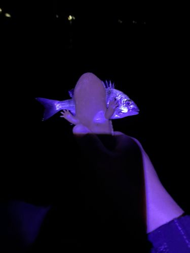 相馬港釣り桟橋