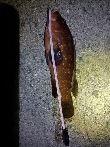 キジハタの釣果