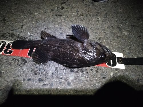 クロソイの釣果