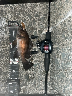 シロメバルの釣果