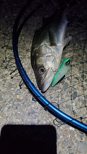 フッコ（マルスズキ）の釣果