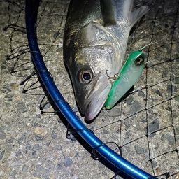 フッコ（マルスズキ）