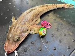 イネゴチの釣果