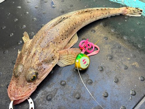 イネゴチの釣果