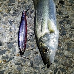 セイゴ（マルスズキ）