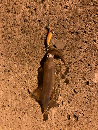 イカの釣果