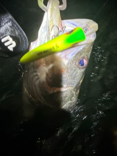 マルスズキの釣果