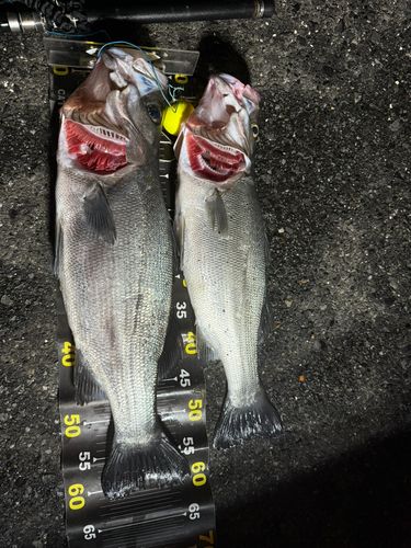 ヒラスズキの釣果