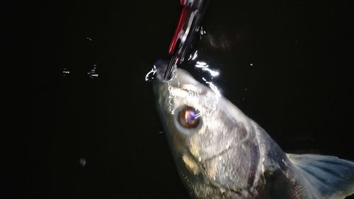 スズキの釣果
