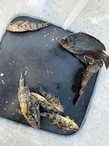 タケノコメバルの釣果