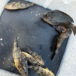 タケノコメバル