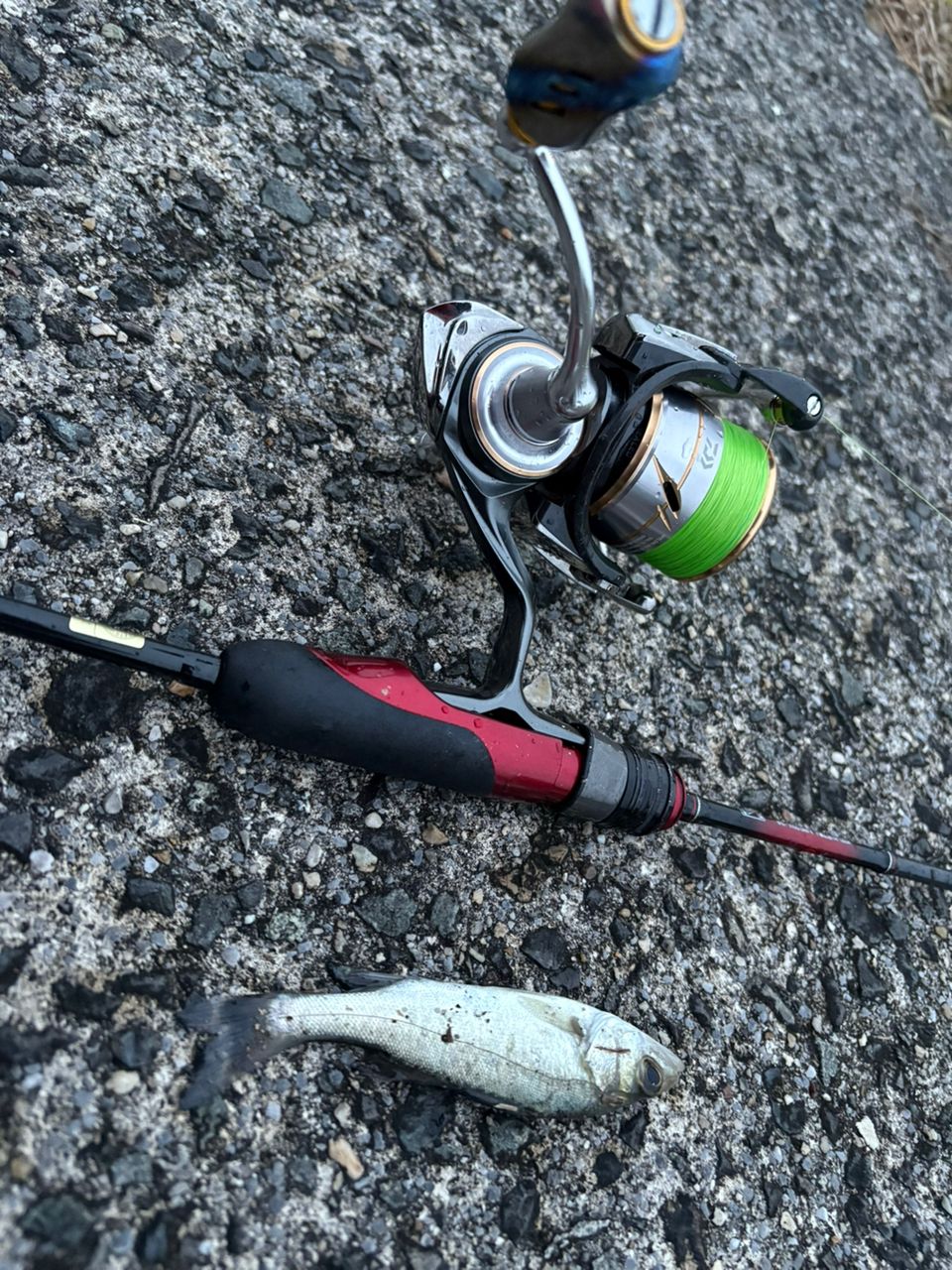 セイゴ（ヒラスズキ）