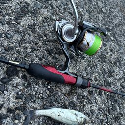 セイゴ（ヒラスズキ）