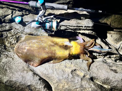 アオリイカの釣果