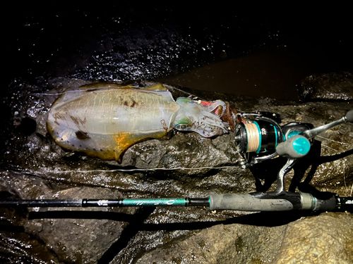 アオリイカの釣果