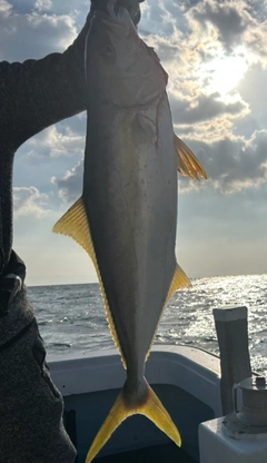 ヒラマサの釣果