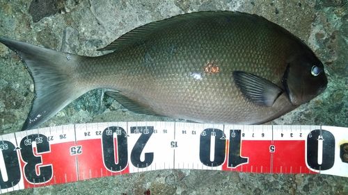 オナガグレの釣果