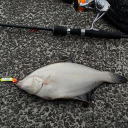 クロガシラガレイ