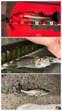 シーバスの釣果