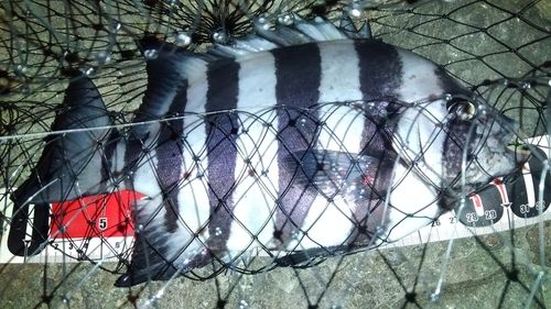 サンバソウの釣果