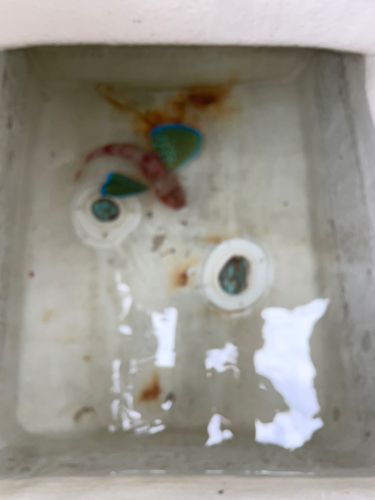 ホウボウの釣果