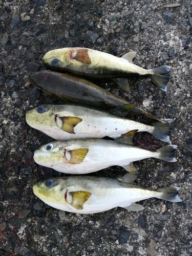 クロサバフグの釣果