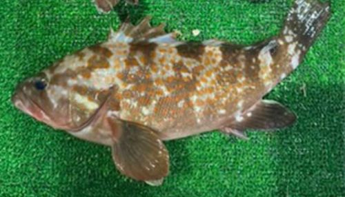 キジハタの釣果