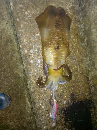 アオリイカの釣果