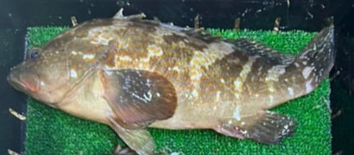 キジハタの釣果