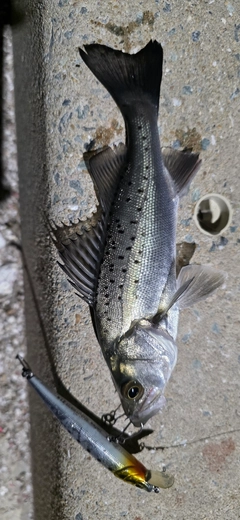 シーバスの釣果