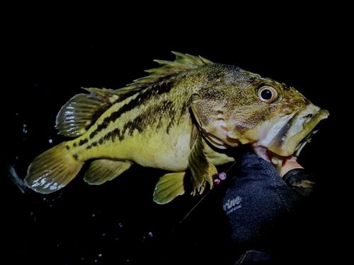 シマソイの釣果
