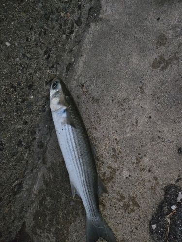 ボラの釣果
