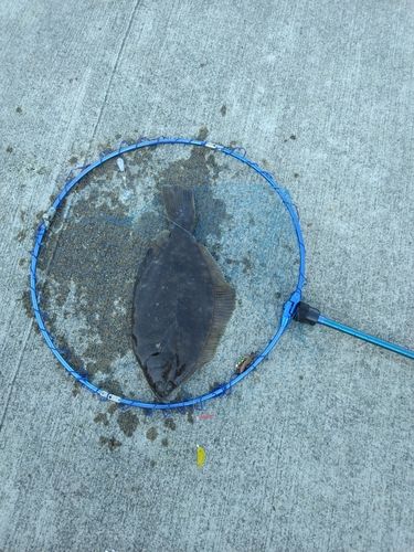 マコガレイの釣果