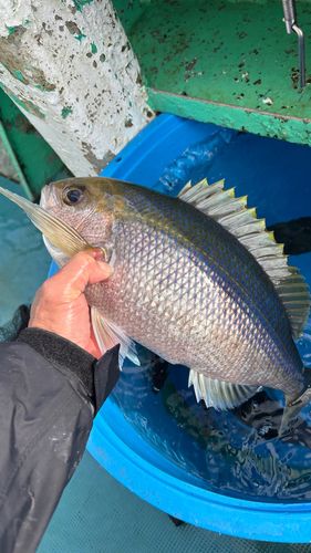 アオダイの釣果
