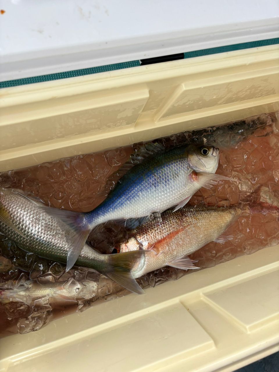 どかじゃさんの釣果 2枚目の画像