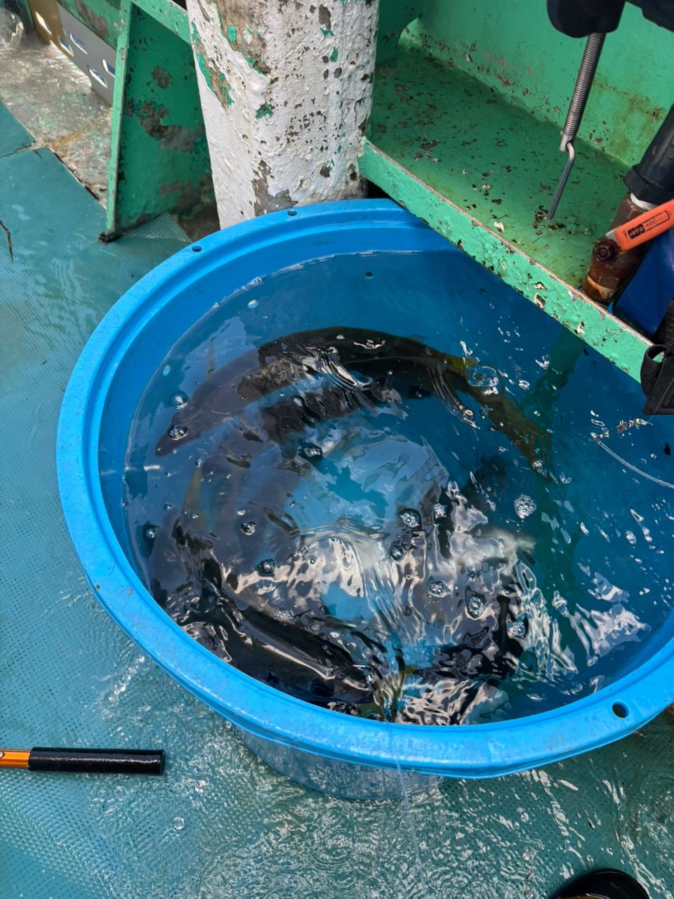 どかじゃさんの釣果 3枚目の画像