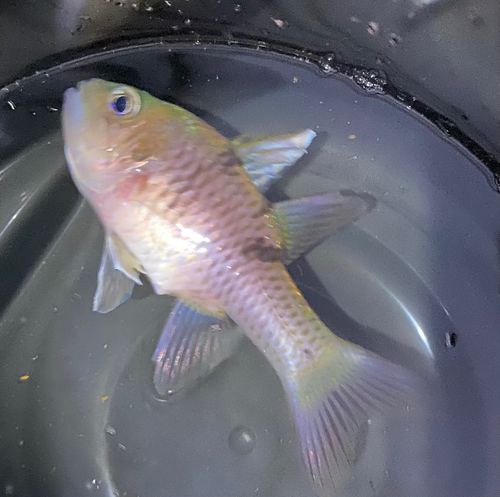 ミスジアカヒレイシモチの釣果