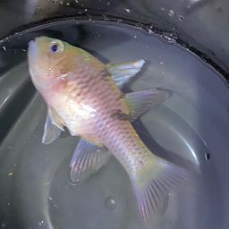 ミスジアカヒレイシモチ