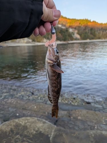 アイナメの釣果