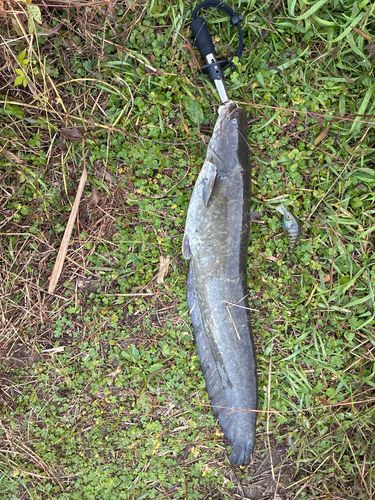 ナマズの釣果